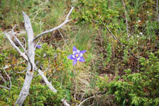 Columbine flower