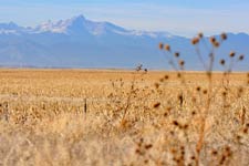 Field with distant Longs Peak