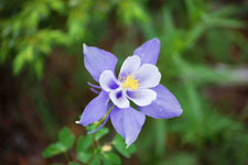 Single columbine