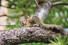 Squirrel scratching its ear in northern Colorado