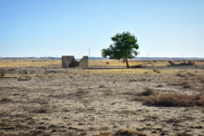 One tree in White Rock