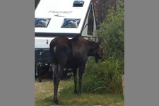 Moose at Grand Lake by Mel and Larry Horgan